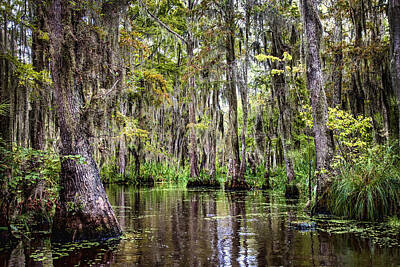 Presidential Portraits - Louisiana Swamp II by Diana Powell