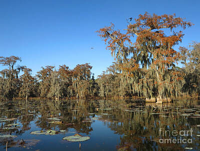 Lucille Ball Rights Managed Images - Louisiana Swamp Royalty-Free Image by Martin Konopacki