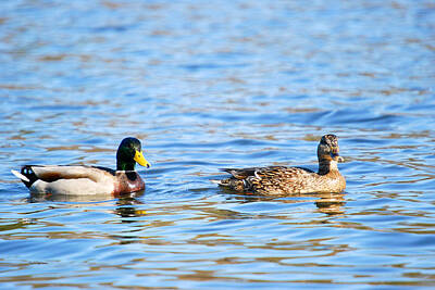 Crystal Wightman Royalty-Free and Rights-Managed Images - Male and Female Ducks by Crystal Wightman