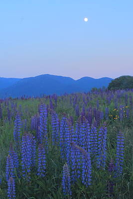 Tasteful Tulips - Lupines and Moon Sugar Hill White Mountains by John Burk