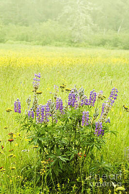 Have A Cupcake Rights Managed Images - Lupines and Wildflowers Royalty-Free Image by Alana Ranney