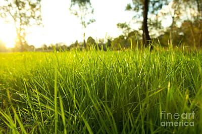 Abstract Landscape Photos - Lush Grass by THP Creative