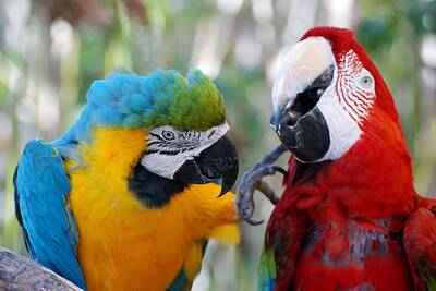 Portraits Rights Managed Images - Macaws Of Color20 Royalty-Free Image by Rob Hans
