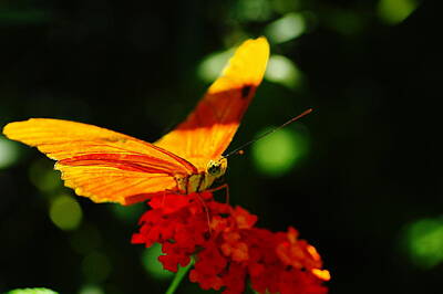 Birds Royalty-Free and Rights-Managed Images - Macro Of An Orange Butterfly by Jeff Swan