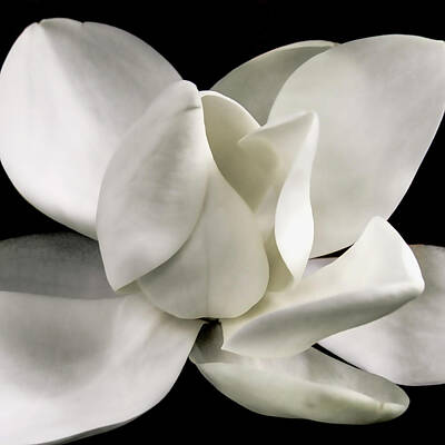 Floral Photos - Magnolia Bloom by David Patterson