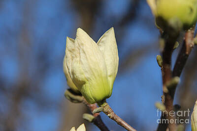Transportation Royalty-Free and Rights-Managed Images - Magnolia Flower Bud II by Anne Nordhaus-Bike