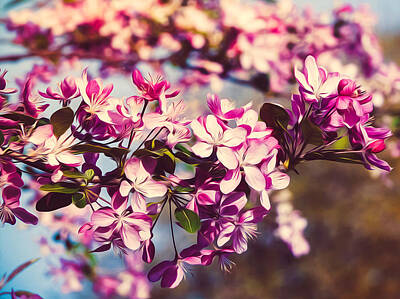 Luck Of The Irish - Majestic Pink Flowering Tree by Cheryl LaPrade