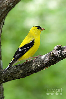 Landmarks Rights Managed Images - Male American Goldfinch Royalty-Free Image by Thomas R Fletcher