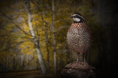 Randall Nyhof Royalty-Free and Rights-Managed Images - Male Bobwhite Quail by Randall Nyhof