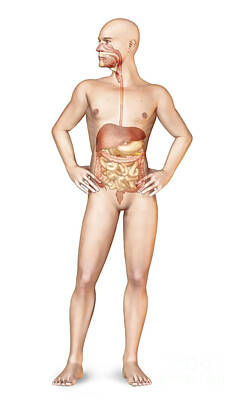 Donut Heaven - Male Body Standing, With Full Digestive by Leonello Calvetti