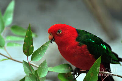 Firefighter Patents - Male King Parrot by Kaye Menner