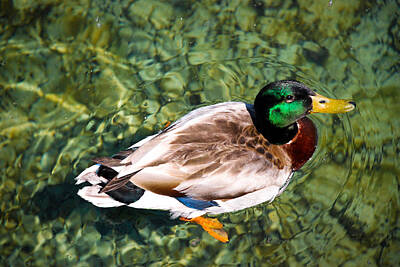 Recently Sold - Crystal Wightman Royalty-Free and Rights-Managed Images - Male Mallard Swimming by Crystal Wightman