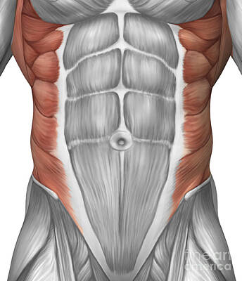 Lake Life - Male Muscle Anatomy Of The Abdominal by Stocktrek Images