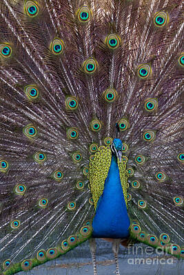When Life Gives You Lemons - Male Peacock   #9023 by J L Woody Wooden
