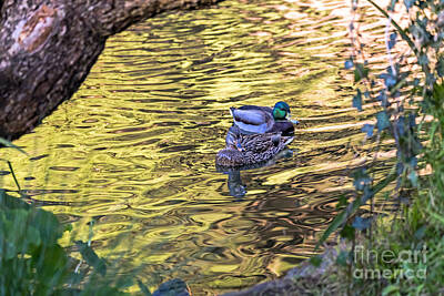 Wild And Wacky Portraits - Mallard Pair by Kate Brown
