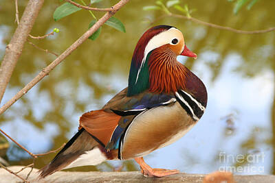 Science Collection - Mandarin Duck by Hermes Fine Art