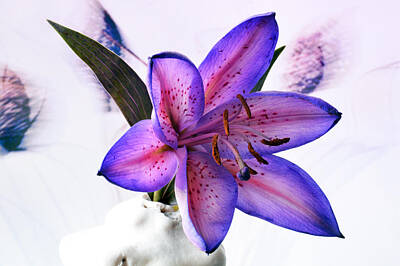 Lilies Photos - Many Shades Of Lily. by Terence Davis