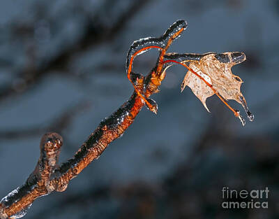 College Town - Maple leaf and branch encased in ice by Les Palenik