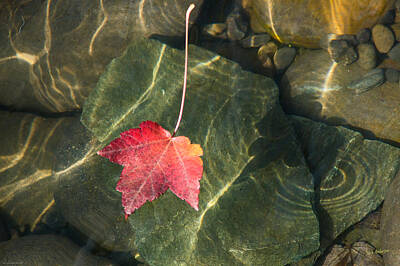 Namaste With Pixels Rights Managed Images - Maple Leaf on Water Royalty-Free Image by Mick Anderson