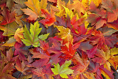 Granger - Maple Leaves Mixed Fall Colors Background 2 by David Gn