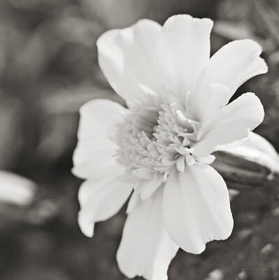 Design Pics Rights Managed Images - Marigold Black and White Royalty-Free Image by Walter Herrit