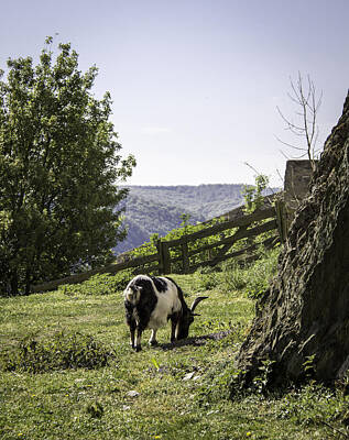 Landscape Photos Chad Dutson Royalty Free Images - Marksburg Castle Goat 03 Royalty-Free Image by Teresa Mucha