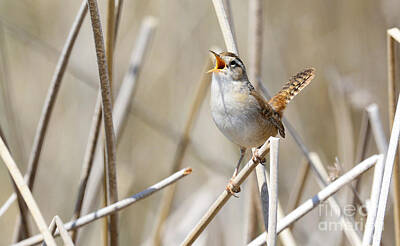 Book Quotes - Marsh Wren Mating Call by Dennis Hammer