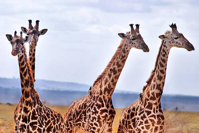 Animals Photos - Masai Giraffe by Adam Romanowicz
