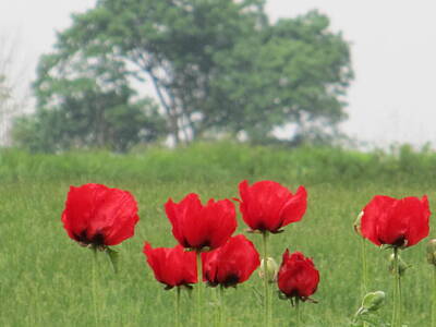 Royalty-Free and Rights-Managed Images - Meadow Poppies by Tina M Wenger