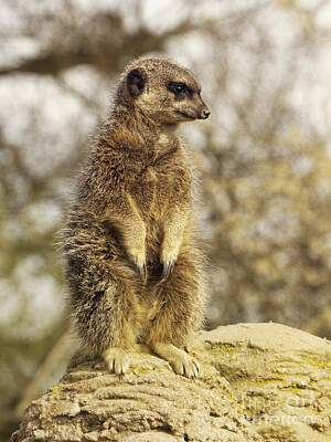 Abstract Animalia - MeerKat on hill by Pixel Chimp