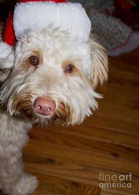 Spaces Images - Merry Christmas from a Labradoodle by Sandra Clark