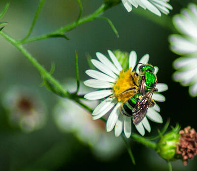 Studio Grafika Patterns Rights Managed Images - Metallic Green Sweat Bee Royalty-Free Image by Optical Playground By MP Ray