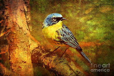 Animals Digital Art Rights Managed Images - Michigans Rare Kirtlands Warbler Royalty-Free Image by Lianne Schneider