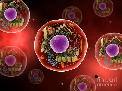 Animals Digital Art - Microscopic View Of Animal Cell by Stocktrek Images