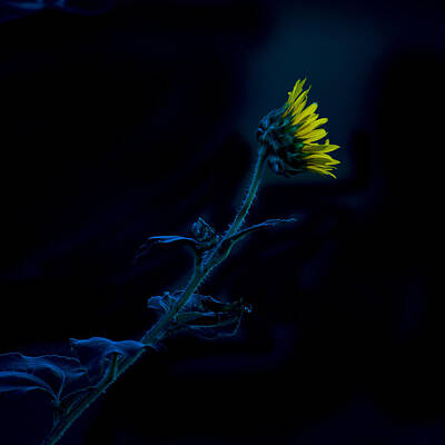 Sunflowers Photos - Midnight Sunflower by Darryl Dalton