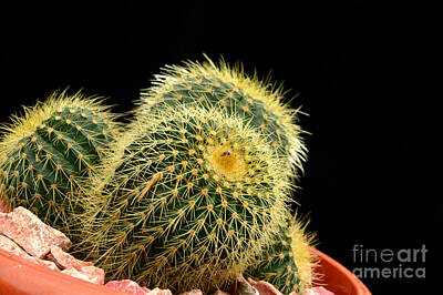 Modern Man Vintage Space Rights Managed Images - Mini Cactus In A Pot Royalty-Free Image by Antoni Halim