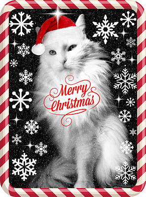 Mammals Photos - Mod Cards - Im A Star Baby Im A Christmas Star - Merry Christmas by Aurelio Zucco