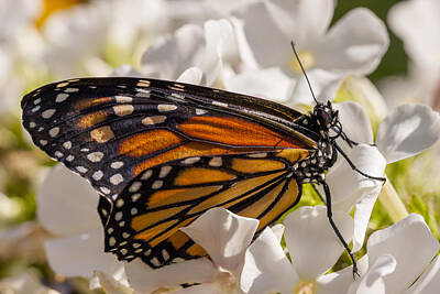Floral Photos - Monarch Butterfly by Adam Romanowicz