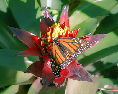 Easter Bunny - Monarch Butterfly on a Bromeliad  by Fred Larson