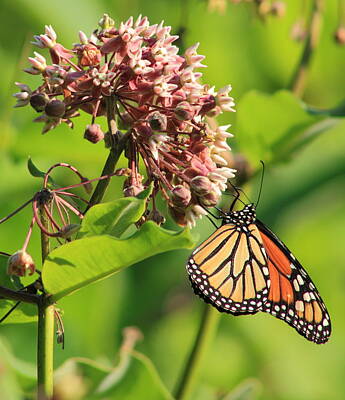 Bear Photography Royalty Free Images - Monarch Butterfly on Milkweed Royalty-Free Image by John Burk