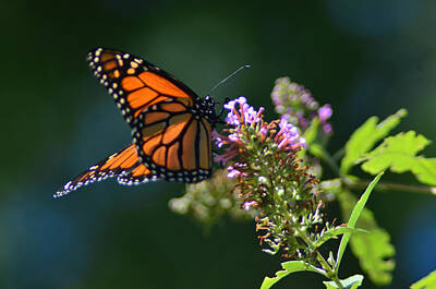Lipstick Kiss - Monarch Butterfly by Xcape Photography