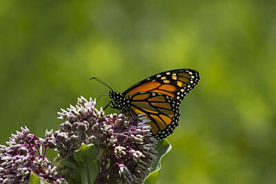 Sports Royalty-Free and Rights-Managed Images - Monarch  by David Tennis