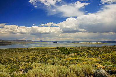 Whimsical Flowers - Mono lake in California by Patricia Hofmeester