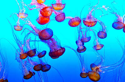Sean - Monterey Bay Jellyfish by Barbara Snyder