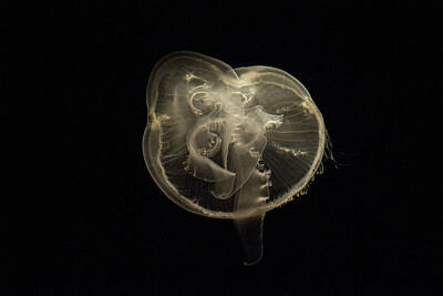 European Photography - Moon Jellyfish 23 by Douglas Barnett