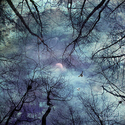 Birds Photos - Moonlight by Stelios Kleanthous