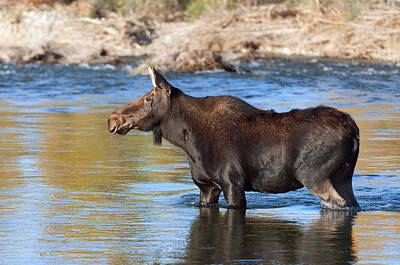 Moody Trees Rights Managed Images - Moose on the  Gros Ventre River Royalty-Free Image by Gary Langley