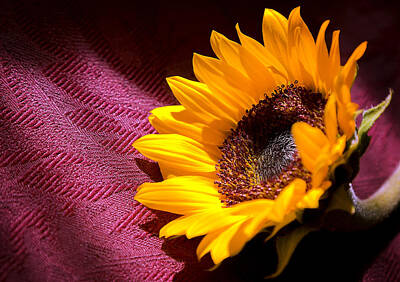 Bath Time Rights Managed Images - Morning Sunflower Royalty-Free Image by Mark McKinney
