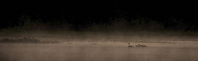 Birds Royalty-Free and Rights-Managed Images - Morning Swim sepia by Aaron Bedell