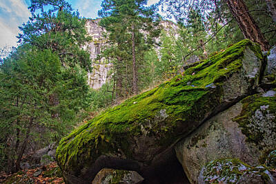 Grateful Dead - Mossy Rocks Along Vernal Falls Trail by Lynn Bauer